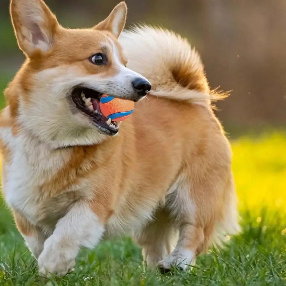 Dog Fetch Chew Ball Toy